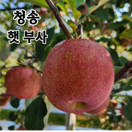 청송사과